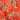 Tissu Jersey Coton Imprimé 150cm 007 Fleurs - 50cm