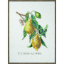 Permin Kit de broderie Citrus-Lemon 29x39cm
