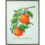 Kit de broderie Permin Citrus-senensis 29x39cm